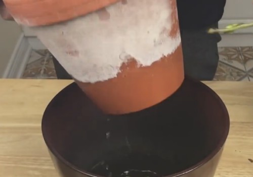 盆栽蝴蝶兰浇水的正确方法5