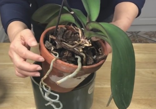 盆栽蝴蝶兰浇水的正确方法2
