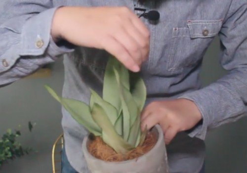 虎皮兰浇水注意事项