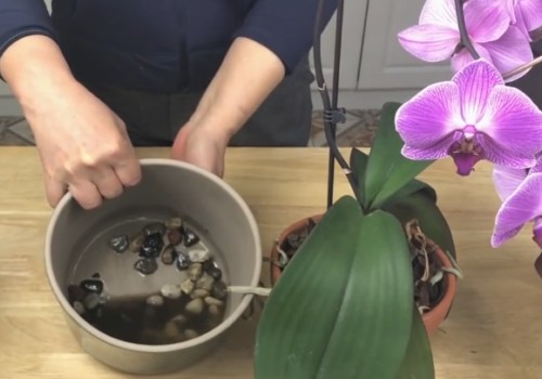 盆栽蝴蝶兰浇水的正确方法1