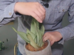 虎皮兰浇水注意事项