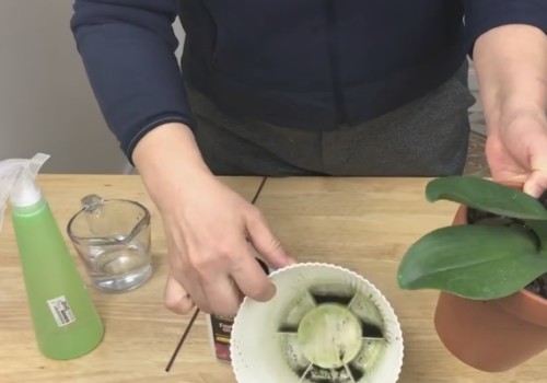 蝴蝶兰开花之前如何浇水1
