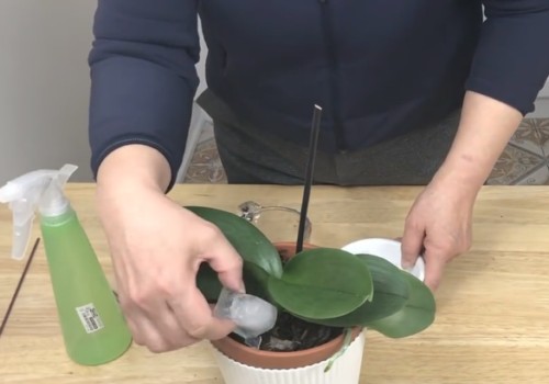 蝴蝶兰开花之前如何浇水4