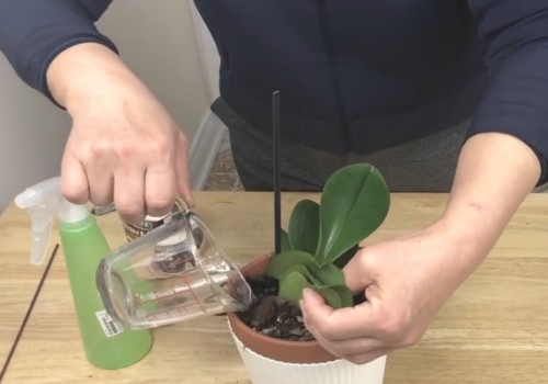 蝴蝶兰开花之前如何浇水3