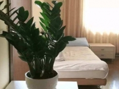 金钱树叶片可以喷水吗