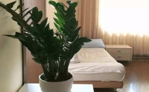 金钱树叶片可以喷水吗