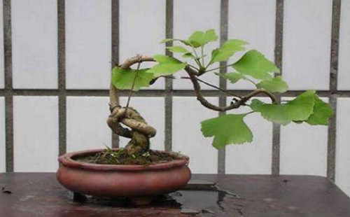 银杏上盆后马上浇水吗