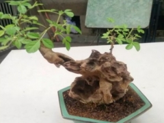 黄荆盆景初期怎么浇水