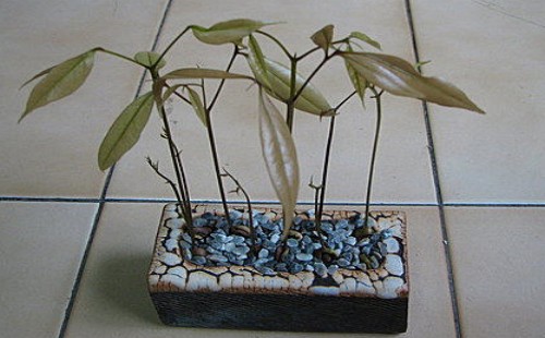 盆栽荔枝怎么浇水