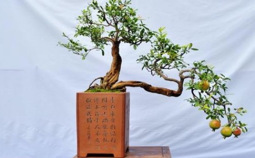 石榴树怎么浇水 多久浇一次水