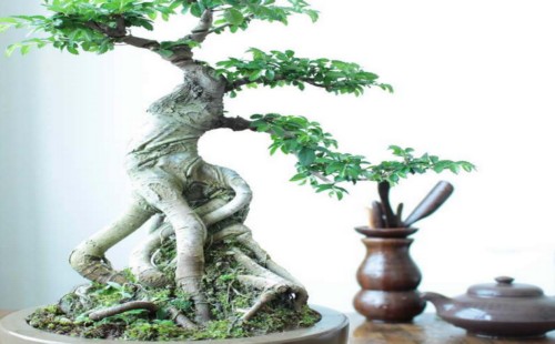 榆树盆景夏天一天浇几次水