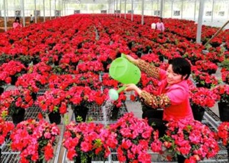 盆栽杜鹃花浇水图片