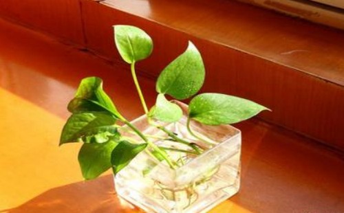 水培植物多久换一次水