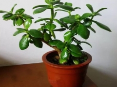 玉树插枝时要不要浇水