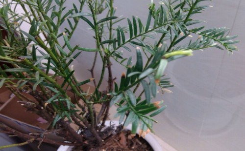 红豆杉发芽了能向新芽喷水吗