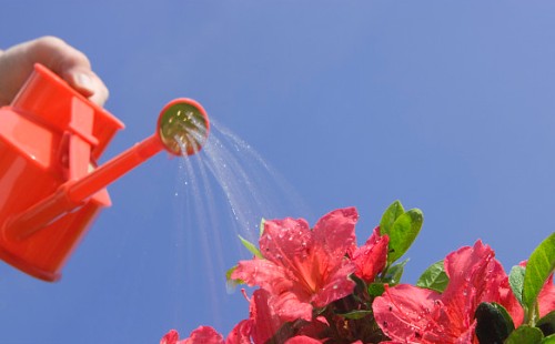 杜鹃花期可以浇水吗 怎么浇水