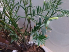 红豆杉发芽了能向新芽喷水吗