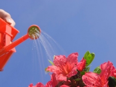 杜鹃花期可以浇水吗 怎么浇水