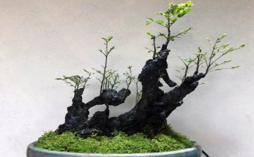 黑骨茶叶子可以喷水吗