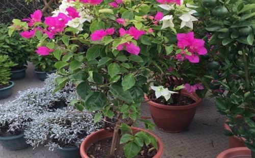 三角梅开花时如何浇水