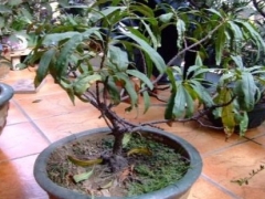 车厘子怎么浇水