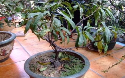 车厘子怎么浇水