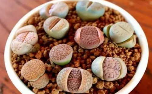 生石花蜕皮能浇水吗
