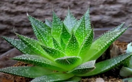 芦荟需要经常浇水吗