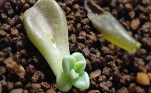 肉肉叶插时要不要浇水