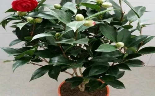 茶花开花期间怎么浇水
