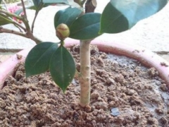 茶花花蕾初开浇水技巧