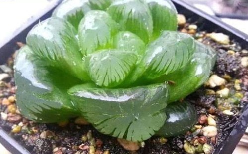 玉露换盆后几天浇水