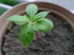 凤仙花几天浇一次水