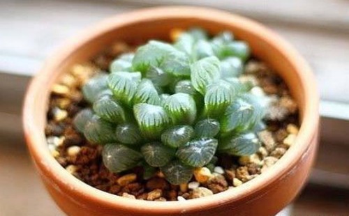 姬玉露怎么浇水