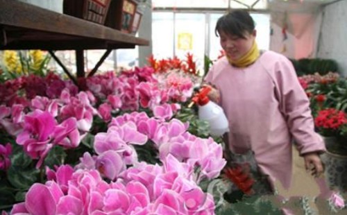 仙客来换盆后能浇水吗 怎么浇水