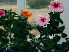 盆栽芙蓉花怎么浇水