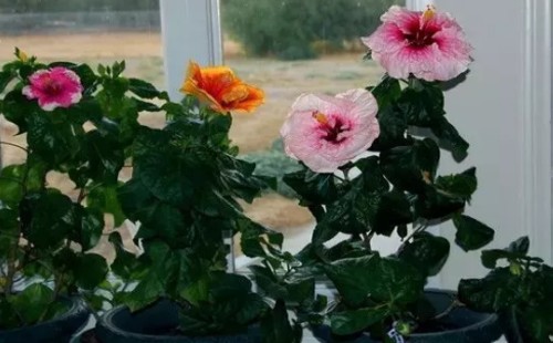 盆栽芙蓉花怎么浇水