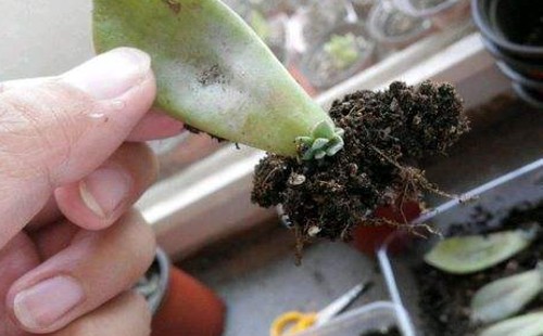 叶插苗出苗了怎么浇水