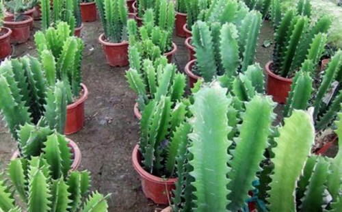 盆栽龙骨花多长时间浇水