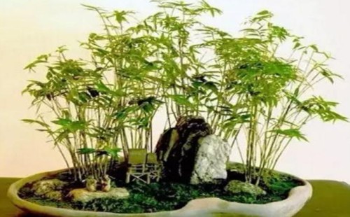 盆栽佛肚竹怎么浇水