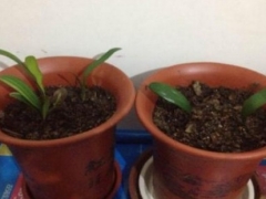 花卉植物移盆后能浇水吗