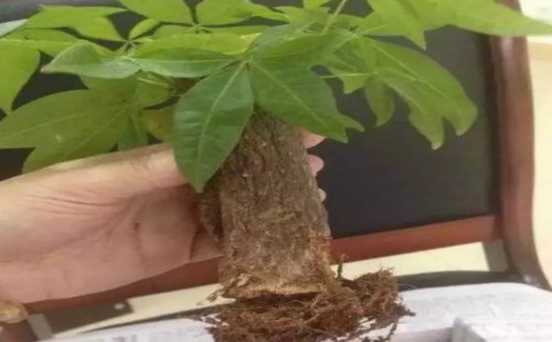 发财树移盆后多久浇水