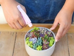 多肉换盆后多久浇水