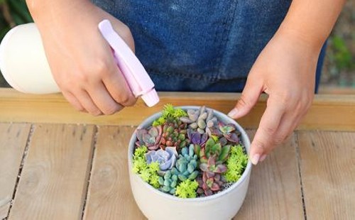 多肉换盆后多久浇水
