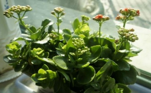 长寿花需要经常浇水吗 长寿花怎么浇水