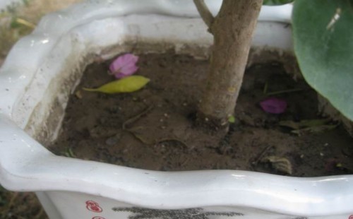 盆栽三角梅开花期怎么浇水