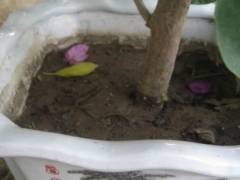 盆栽三角梅开花期怎么浇水