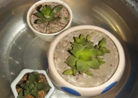 多肉植物上盆后怎么浇水4