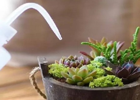 多肉植物休眠之前如何浇水