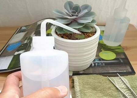 休眠期多肉植物如何浇水